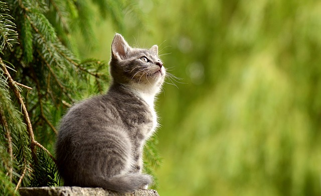 Sitting cat in front of a tree